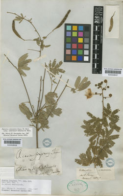 Kew Gardens K000528026:  Tenore [s.n.] Peru