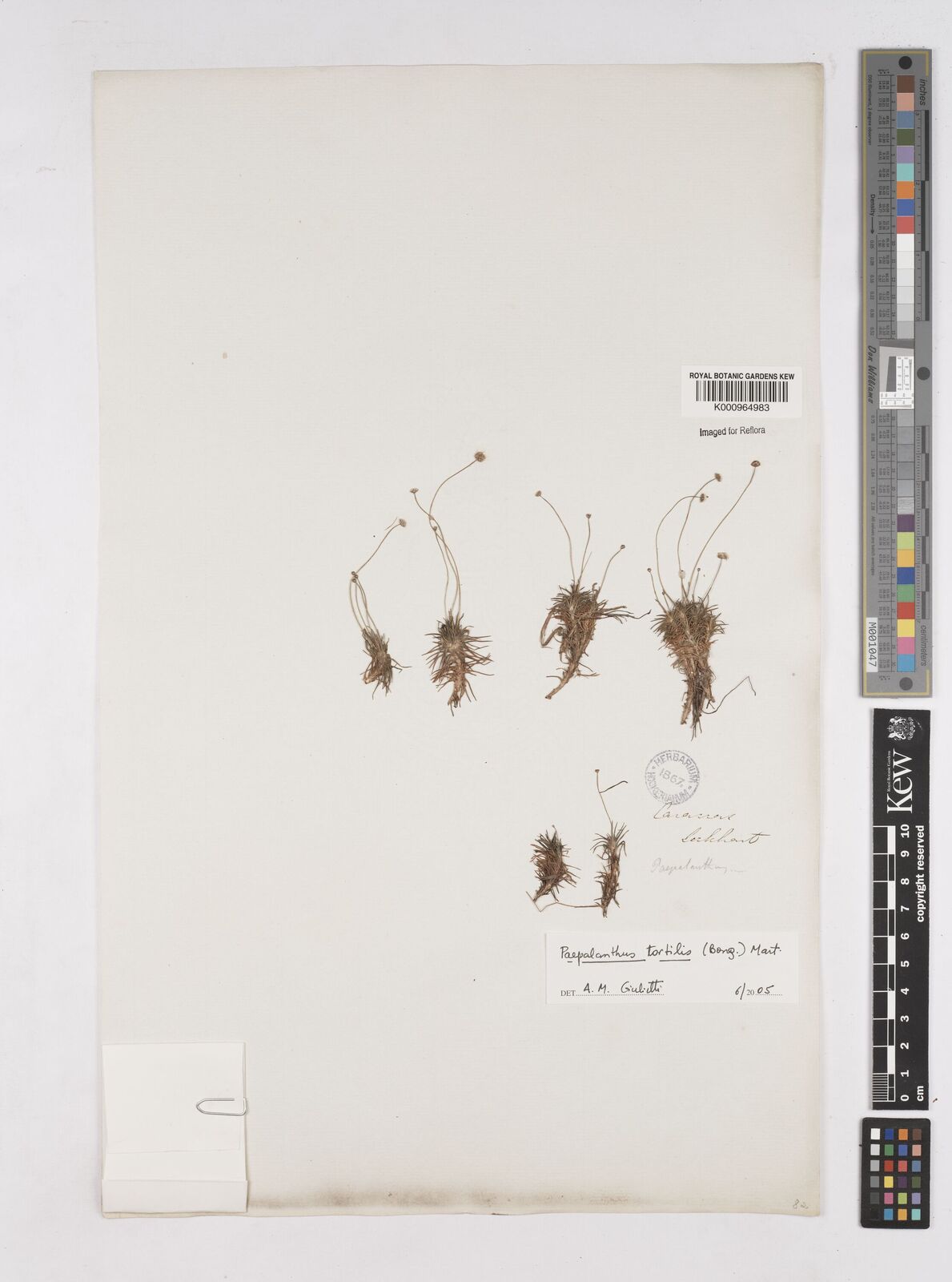 Paepalanthus tortilis