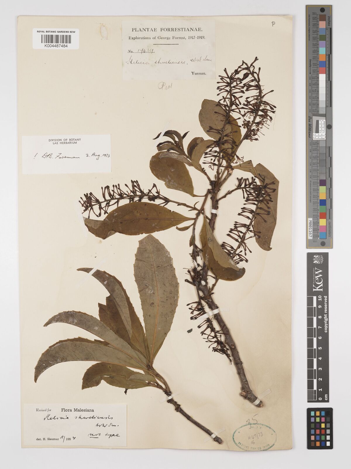 Helicia shweliensis