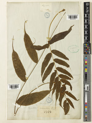 Kew Gardens K001044106:  Nuttall [s.n.] Bhutan