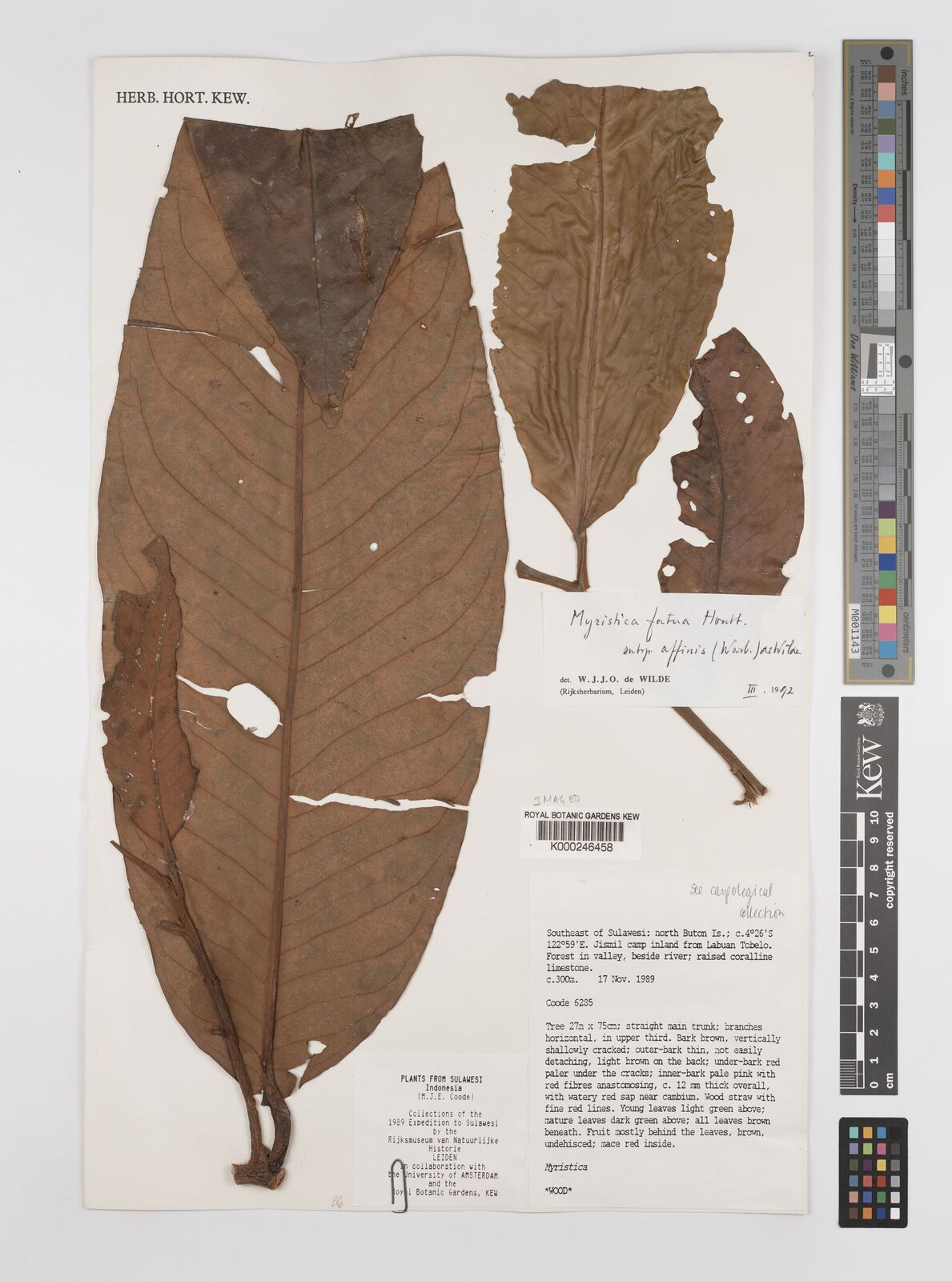 Kew Gardens K000246458:  Rijksmuseum van Natuurlijke [6285]