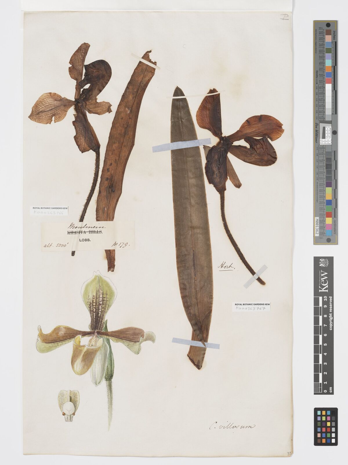 Kew Gardens K000363767:  s.coll. [s.n.] Burma