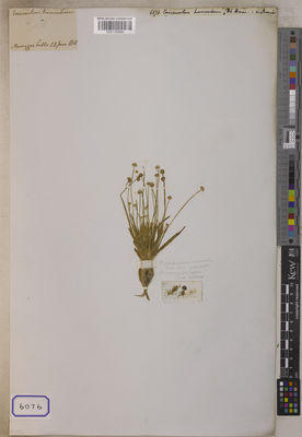 Kew Gardens K001122955:  s.coll. [Cat. no. 6076] India