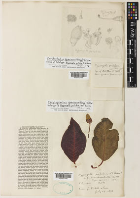 Kew Gardens K000831447:  Burke, D. [s.n.] Colombia