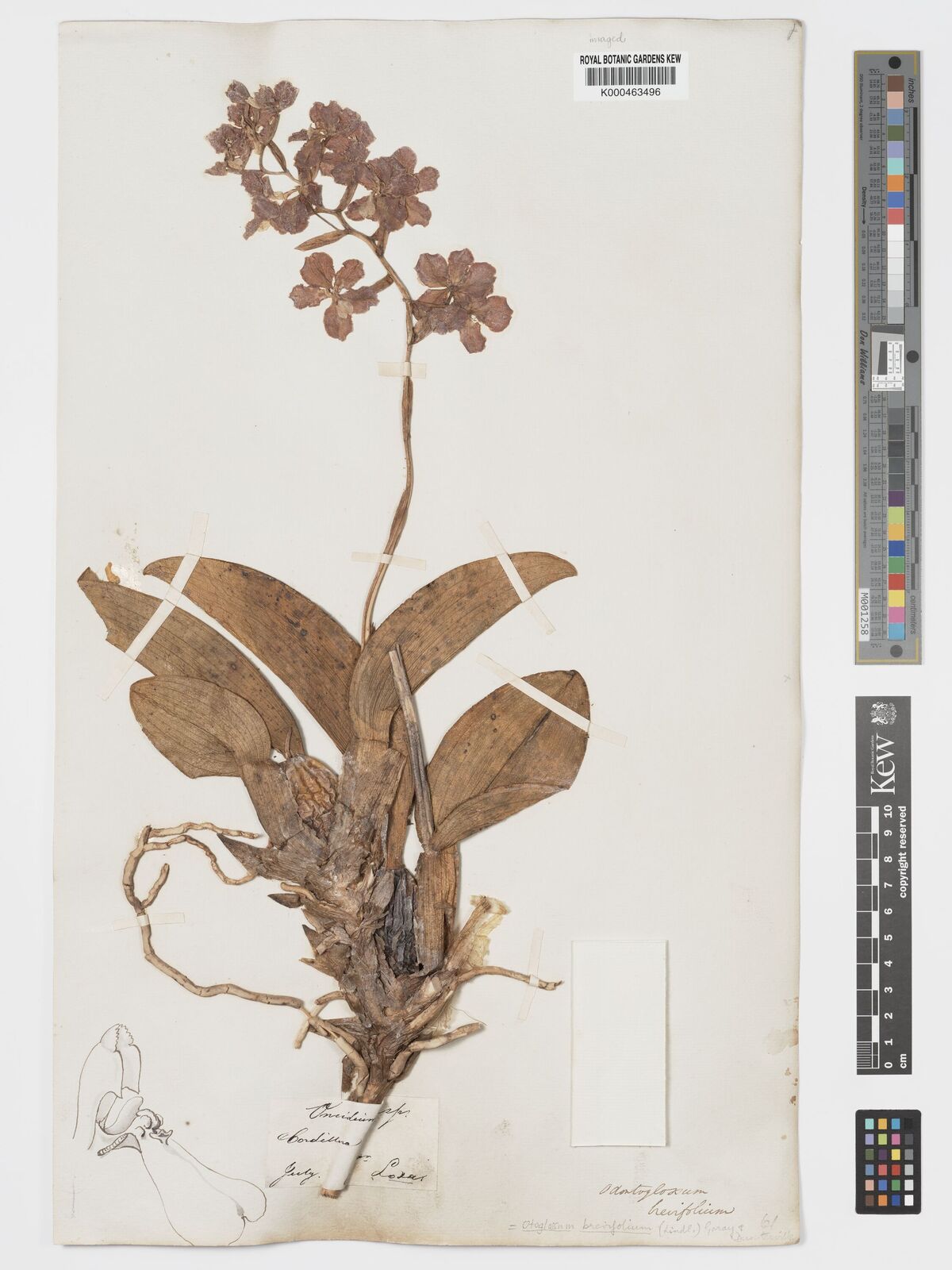 Kew Gardens K000463496:  unknown [6] Peru