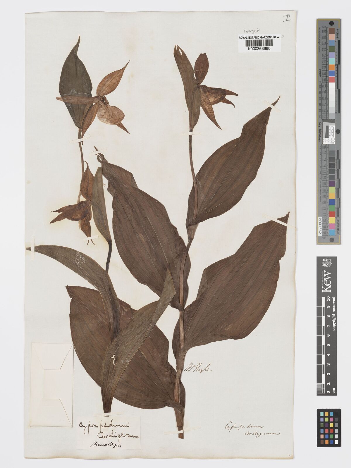Kew Gardens K000363690:  Royle [s..n

s.n.] India