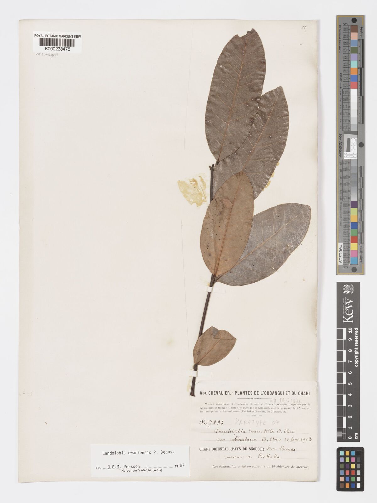 Kew Gardens K000233475:  Chevalier, A. [7334]