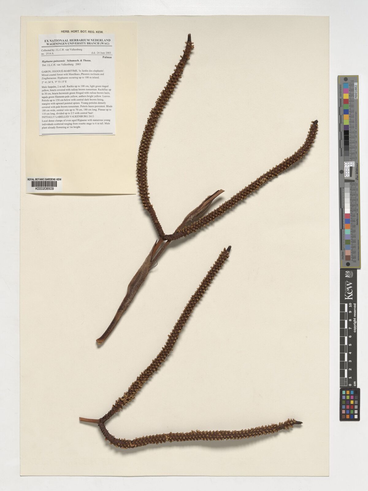 Hyphaene guineensis