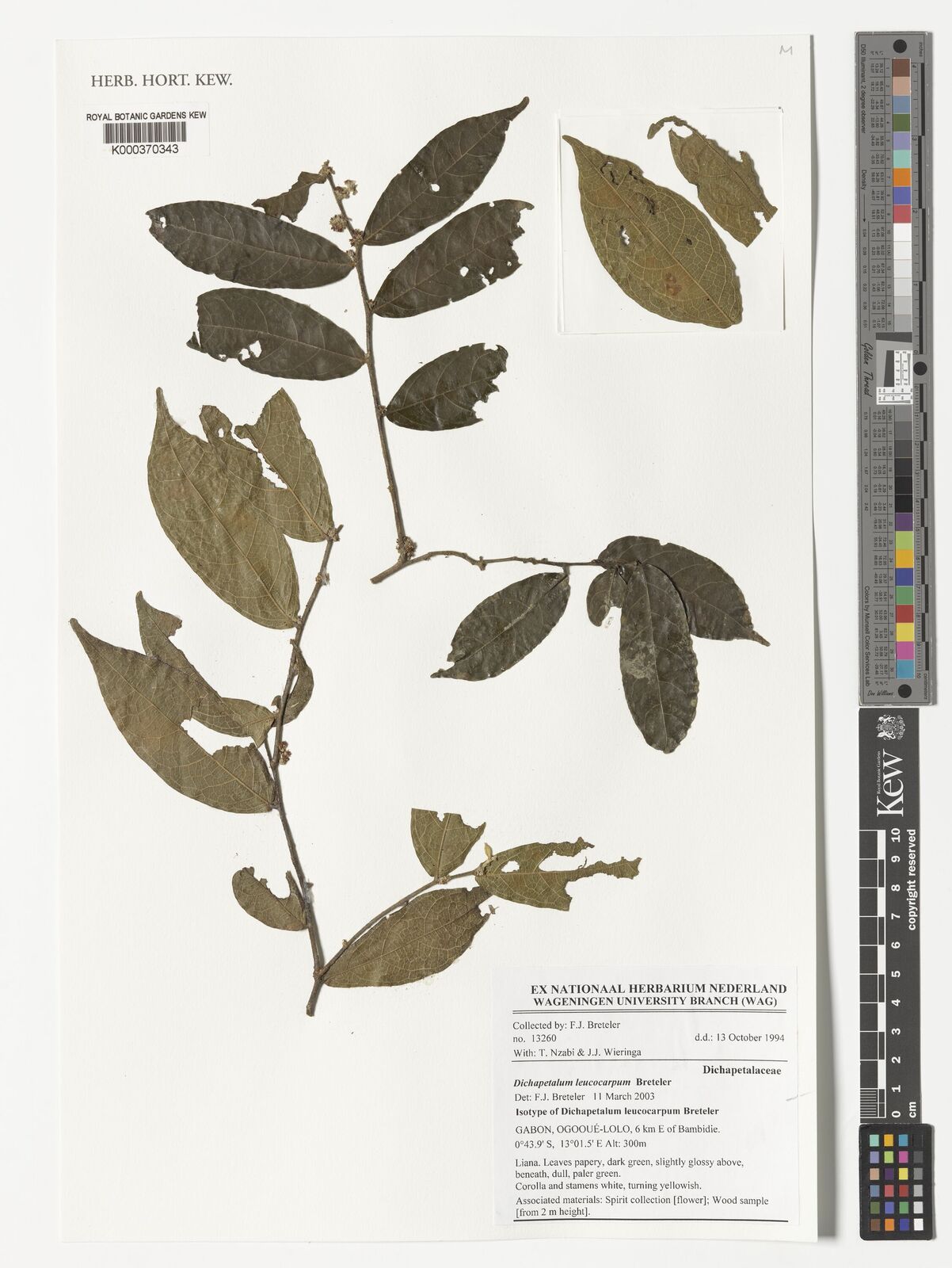 Kew Gardens K000370343:  Breteler, F.J.; Nzabi, T.; Wieringa, J.J. [13260] Gabon