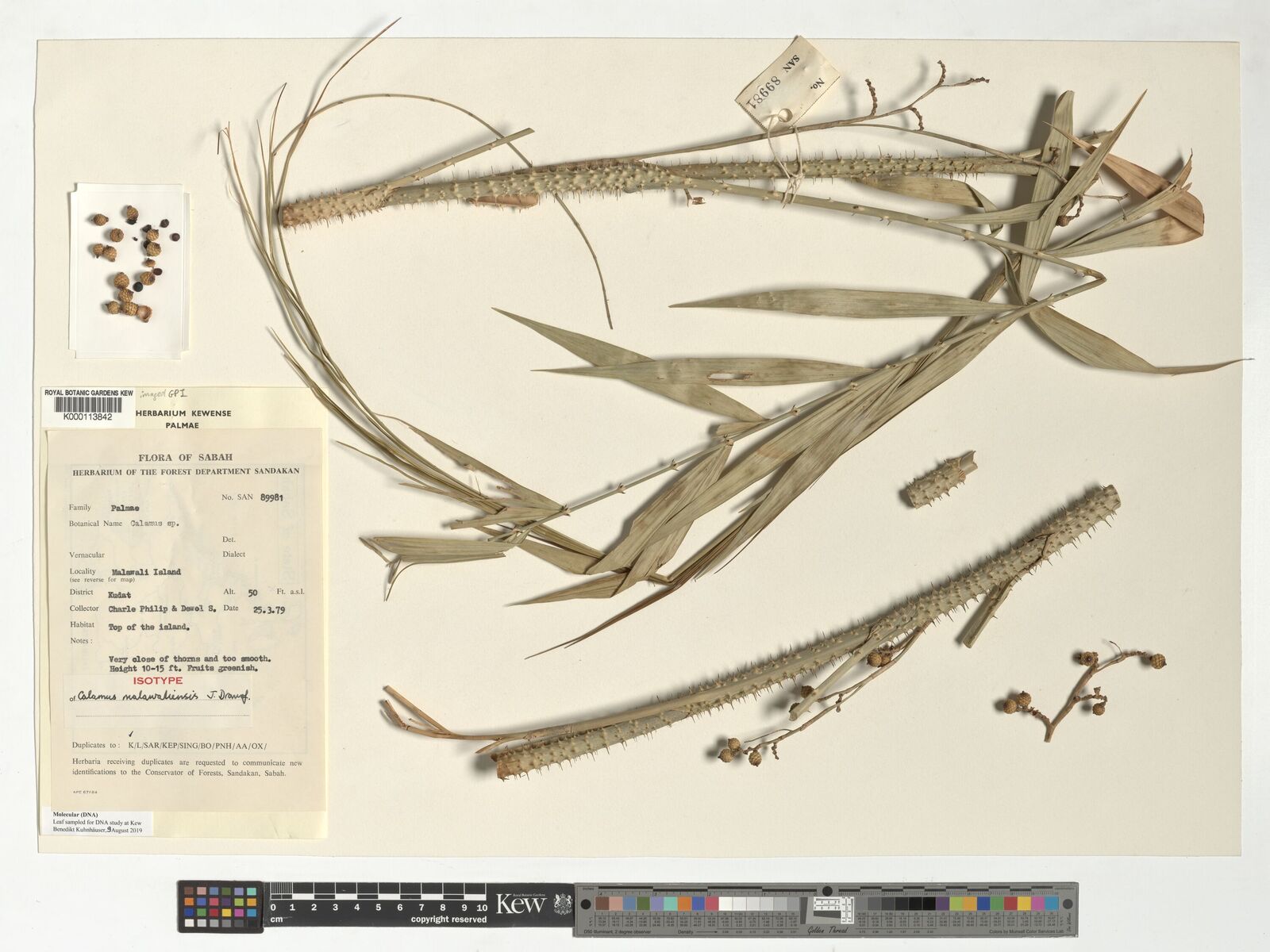 Calamus malawaliensis