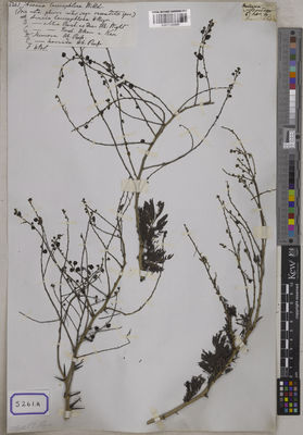 Kew Gardens K001120308:  s.coll. [Cat. no. 5261]