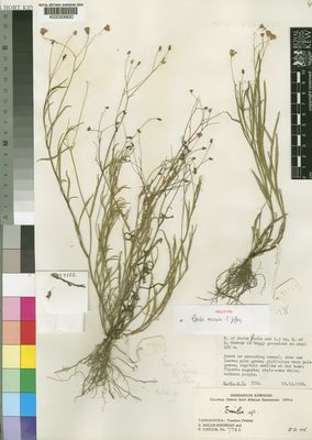 Kew Gardens K000306820:  Milne-Redhead, E.; Taylor, P. [7722] Tanzania