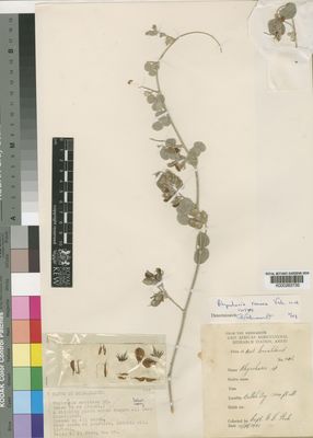 Kew Gardens K000263735:  Peck, E.F. [402] Somalia