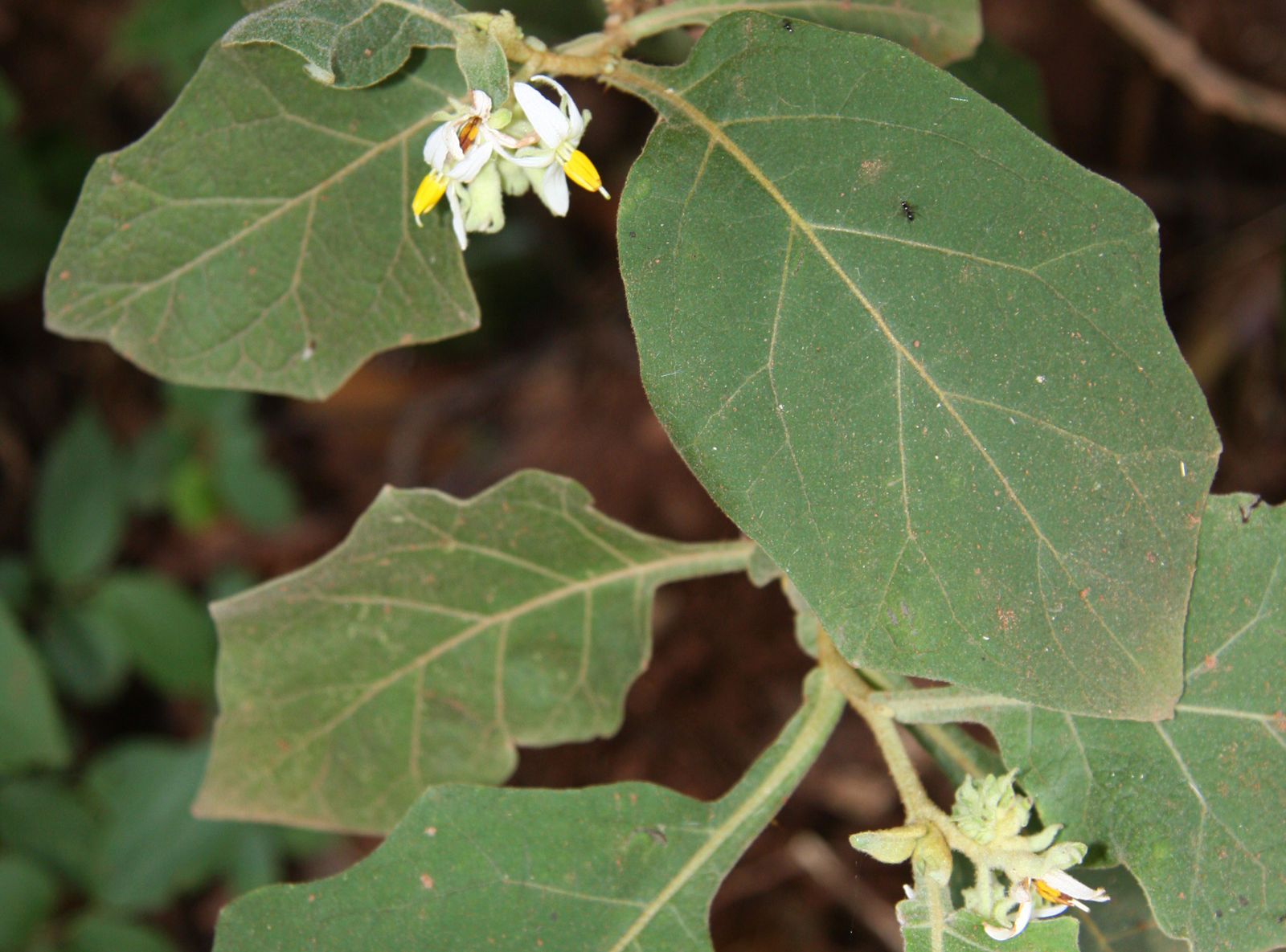 A revision of the “spiny solanums” of Tropical Asia (Solanum, the  Leptostemonum Clade, Solanaceae)