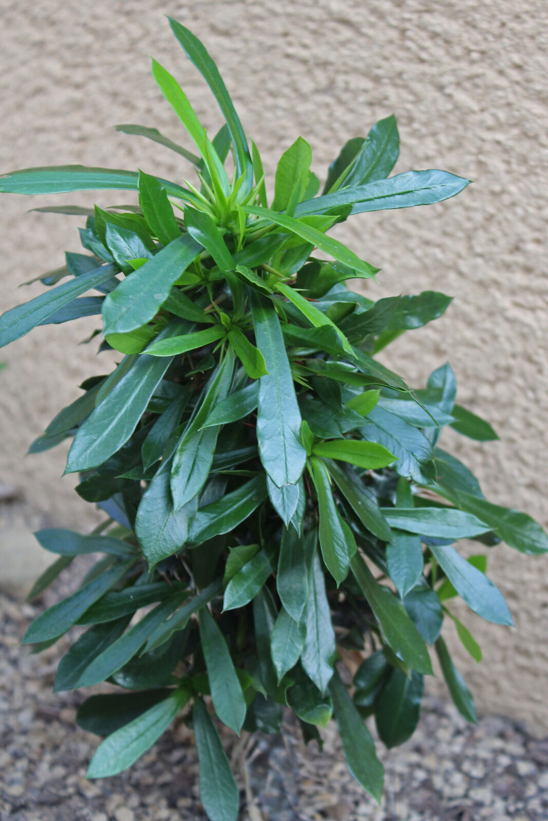 Euphorbia analavelonensis