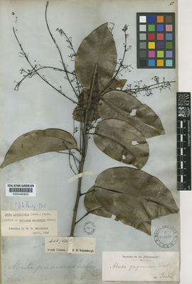 Kew Gardens K000485605:  Schomburgk, R.H. [440 (696 R)] Guyana