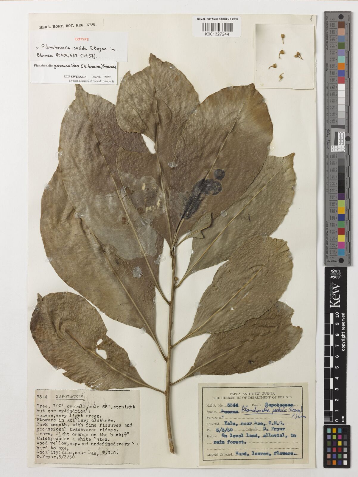 Kew Gardens K001327244:  Fryar, D. [NGF 3344] Papua New Guinea