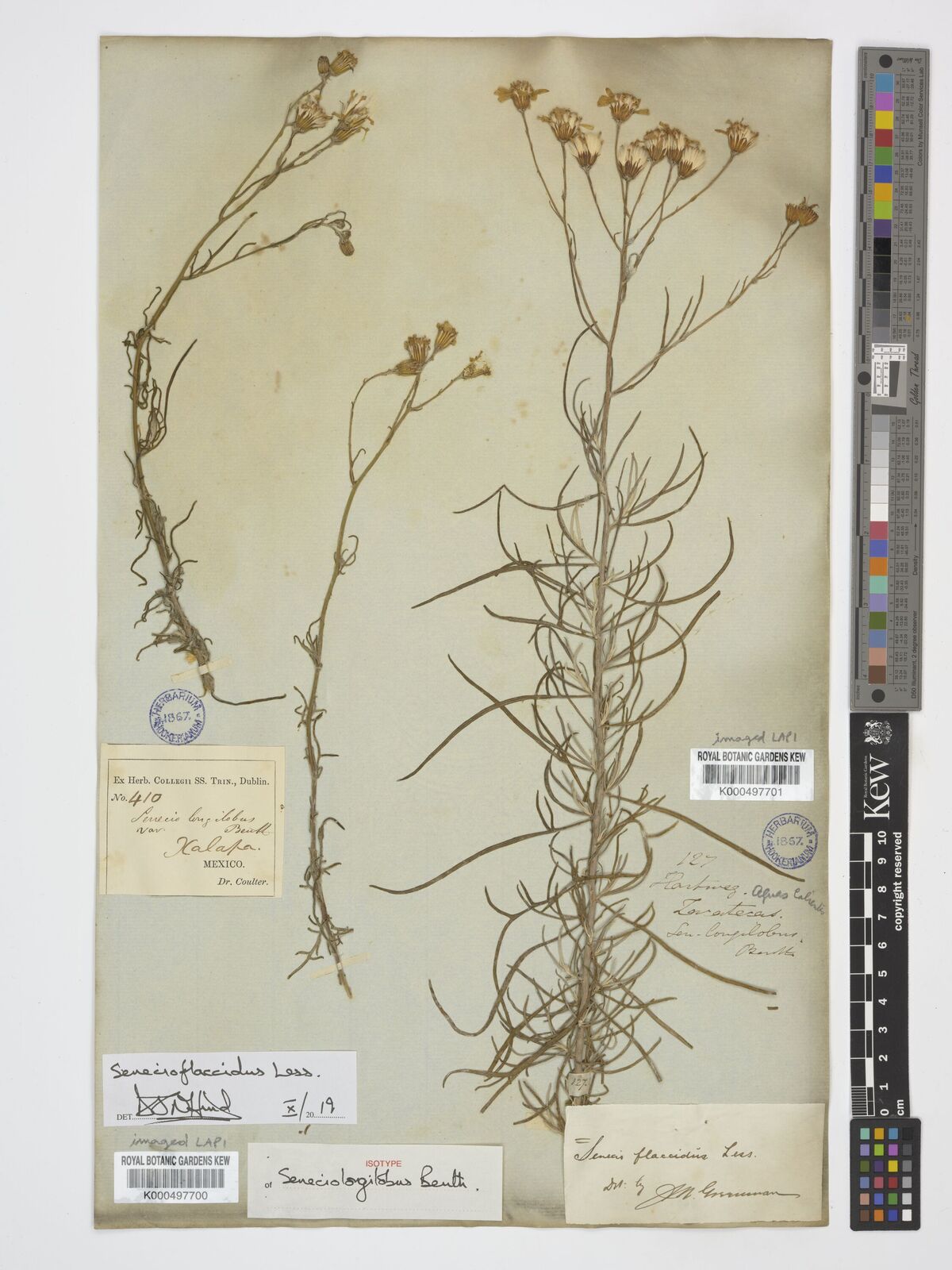 Kew Gardens K000497700:  Coulter [410] Mexico