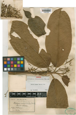 Kew Gardens K000671335:  s.coll. [12051] Indonesia