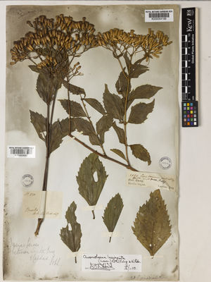 Kew Gardens K000958087:  s.coll. [295] Brazil