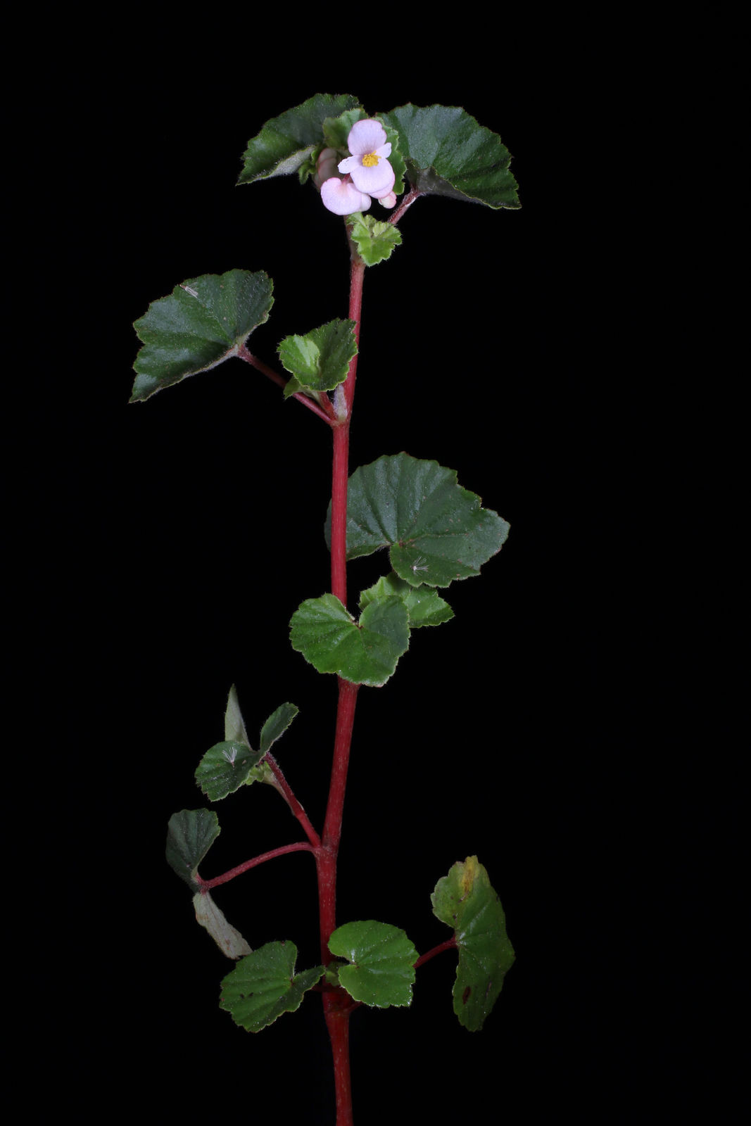 Begonia fischeri Schrank | Colombian Plants made accessible