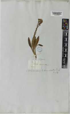 Kew Gardens K000890515:  Nuttall, T. [s.n.] United States