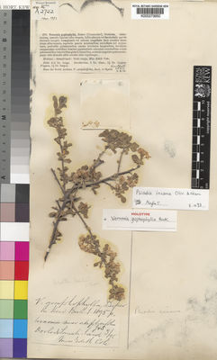 Kew Gardens K000273950:  Cole, E. [s.n.] Somalia