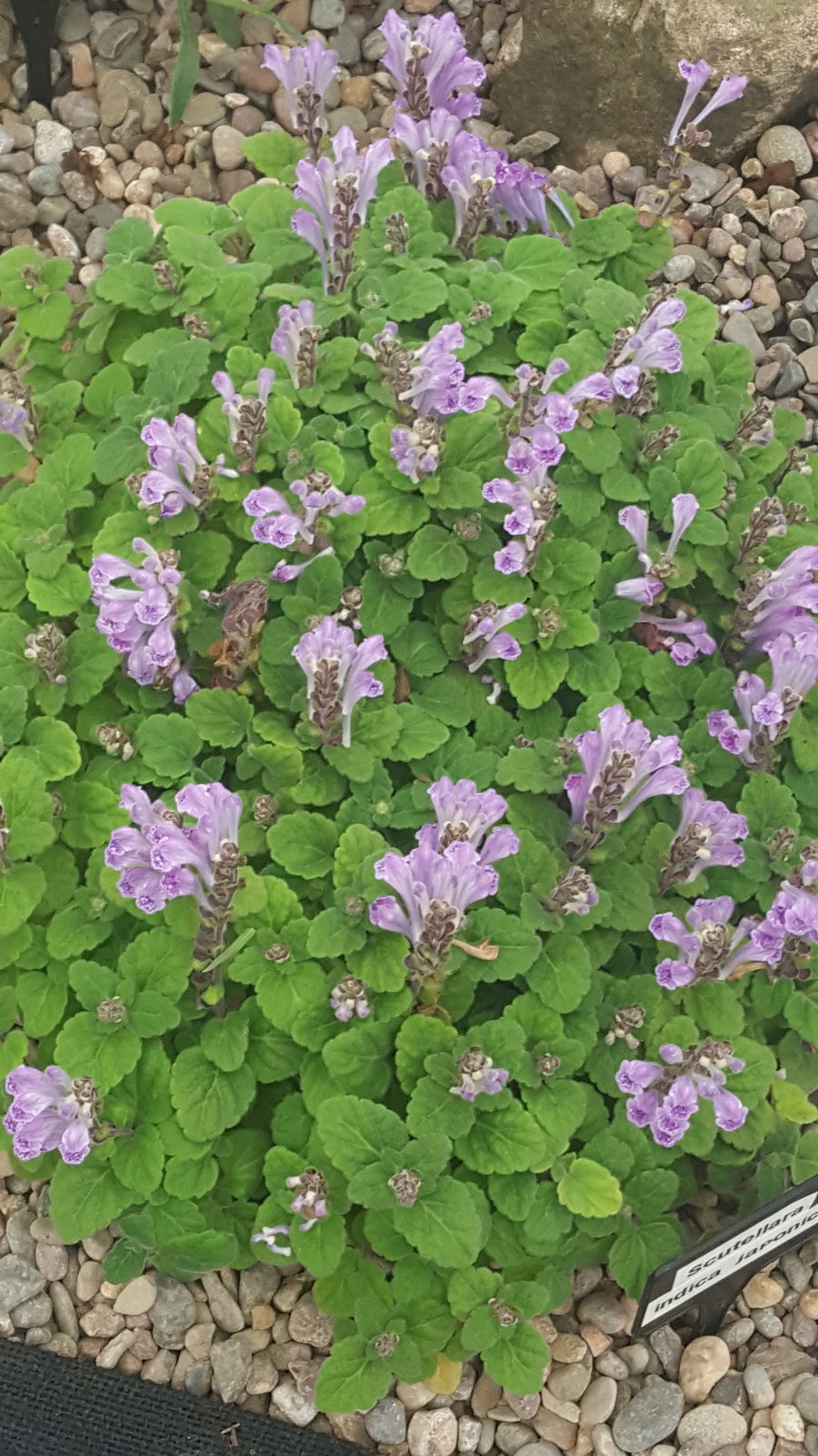 Scutellaria indica f. parvifolia Makino | Plants of the World Online ...