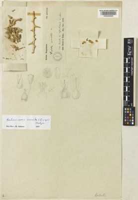 Kew Gardens K000899699:  Bunge, A.A.von [s.n.] Iran