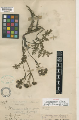Kew Gardens K000685340:  King (Dr.)'s Collector [70]
