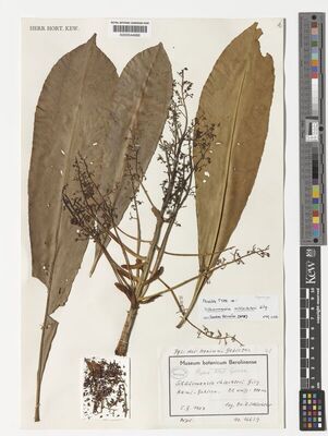 Kew Gardens K000544686:  Schlechter, R. [16639] Papua New Guinea