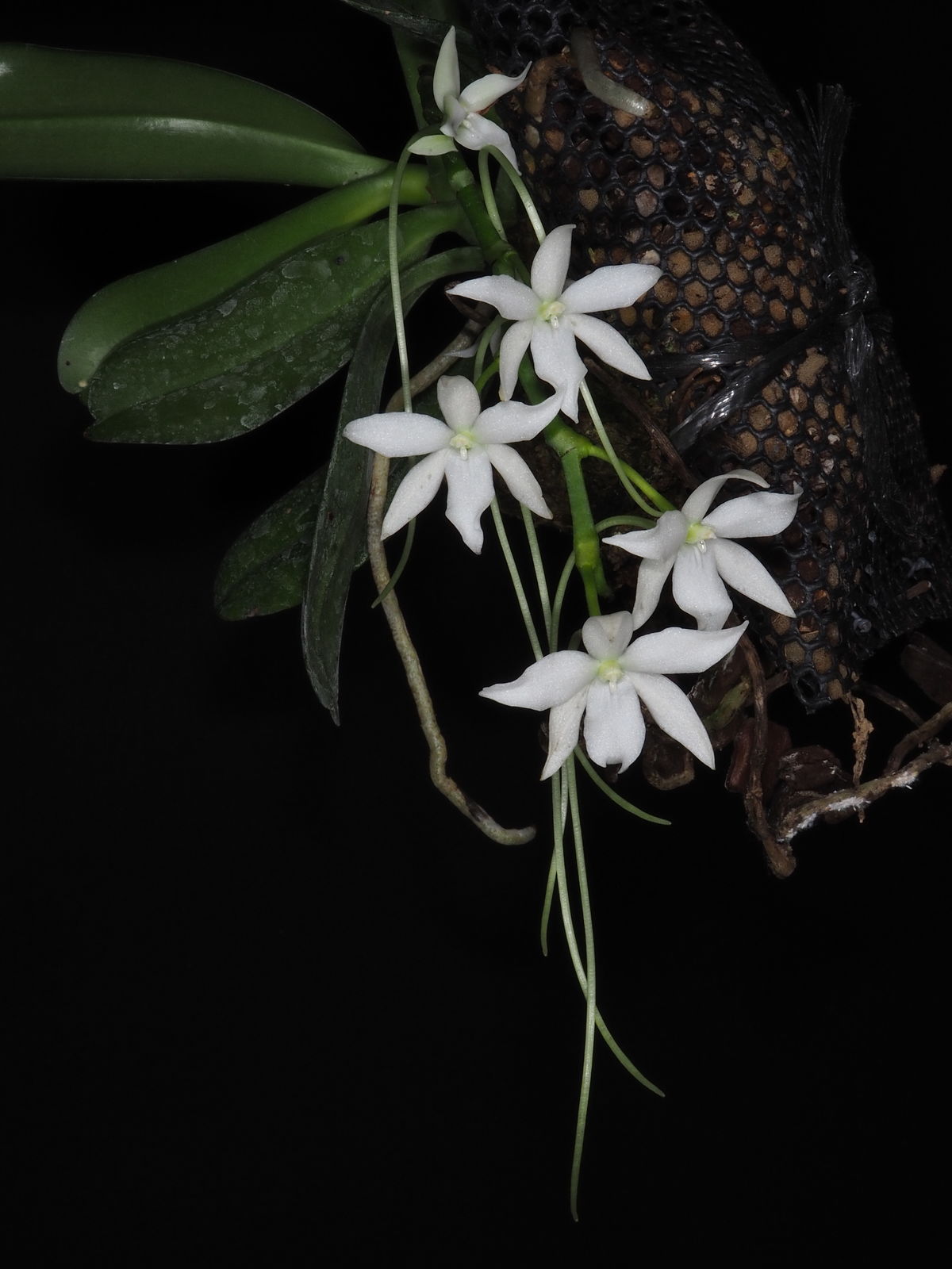 Aerangis Rchb.f. | Plants of the World Online | Kew Science