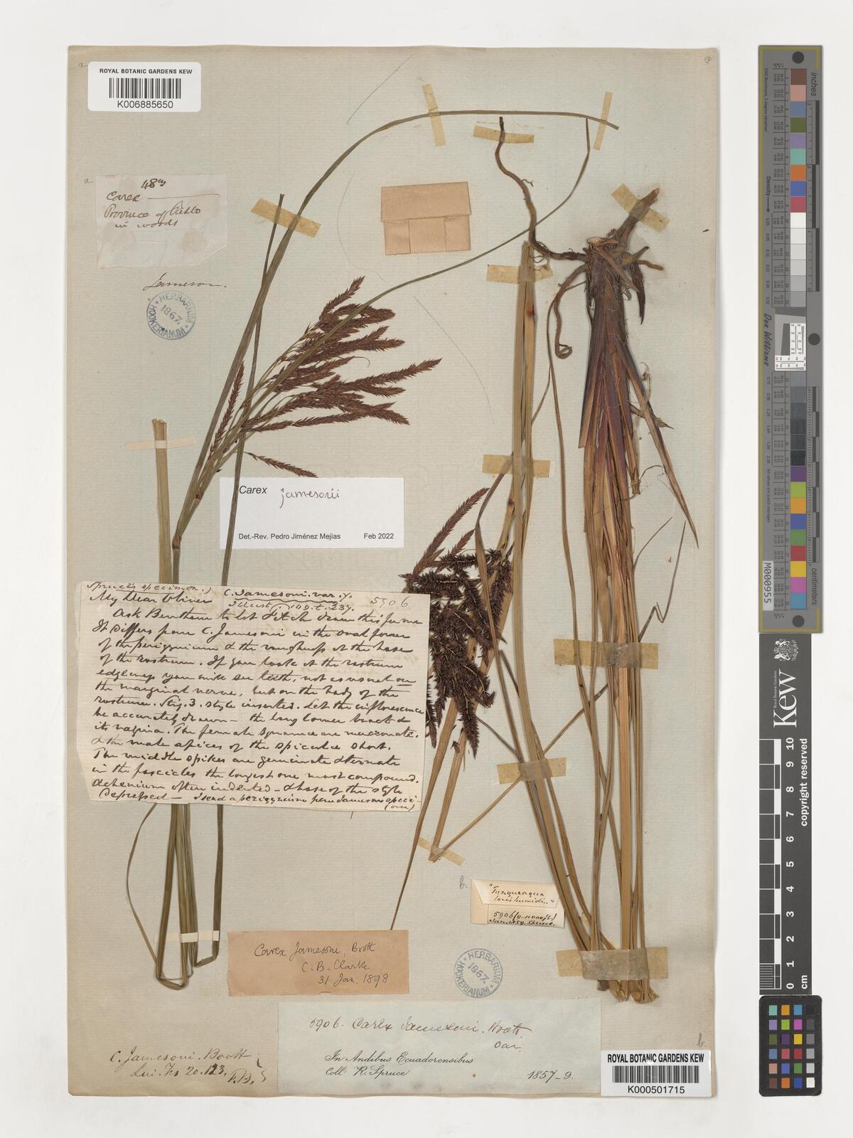 Carex jamesonii