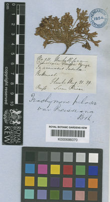 Kew Gardens K000686070:  s.coll. [711] Australia