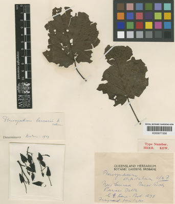 Kew Gardens K000671556:  Lane-Poole, C.E. [279] Papua New Guinea