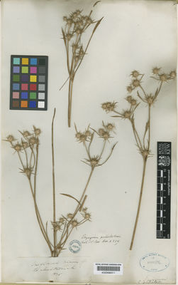 Kew Gardens K000686511:  s.coll. [s.n.] United States