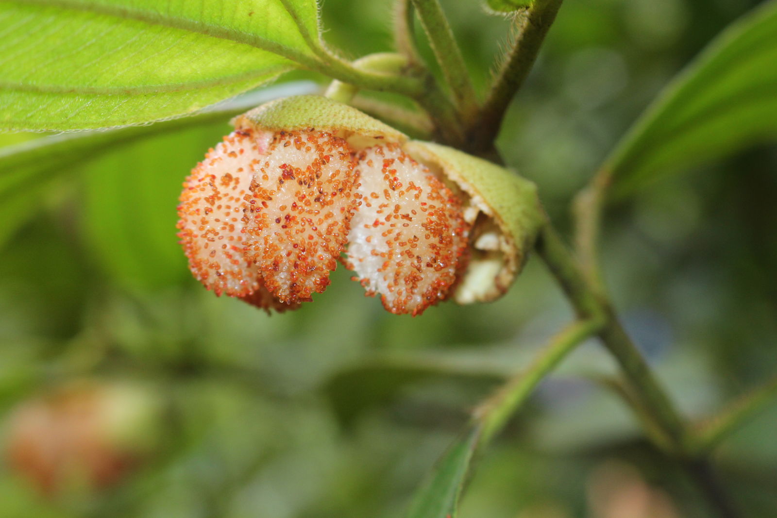 © copyright of the Board of Trustees of the Royal Botanic Gardens, Kew.