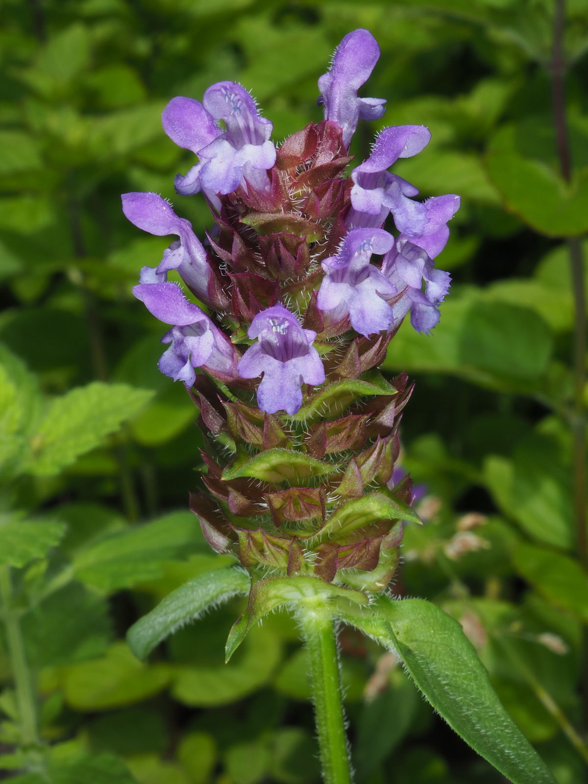 Prunella Vulgaris Subsp. Vulgaris | Plants Of The World Online | Kew ...