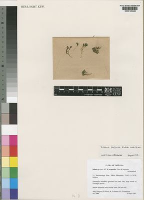 Kew Gardens K000195348:  Bidgood, S.; Sitoni, D.; Vollesen, K.; Whitehouse, C. [3586] Tanzania