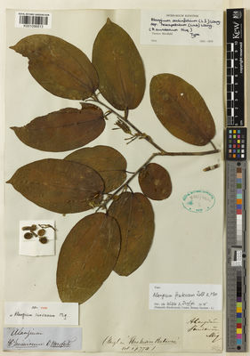 Kew Gardens K001096813:  Horsfield, T. [s.n.] Indonesia