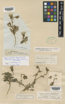 Kew Gardens K000808061:  Schimper, G.H.W. [208] Palestine