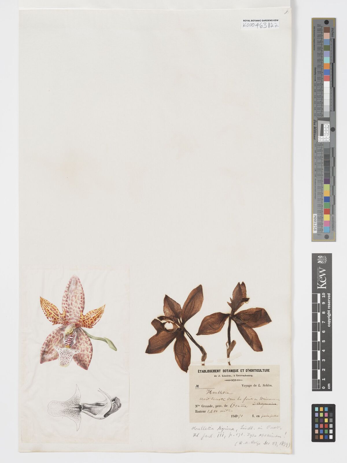 Kew Gardens K000463122:  Schlim [s.n.] Colombia