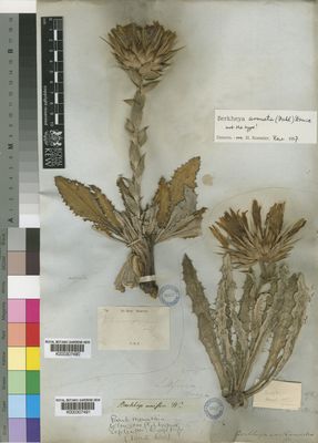 Kew Gardens K000307491:  Drege [s.n.] South Africa