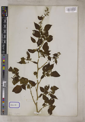 Kew Gardens K001116620:  Wallich, N. [Cat. no. 2618] Nepal