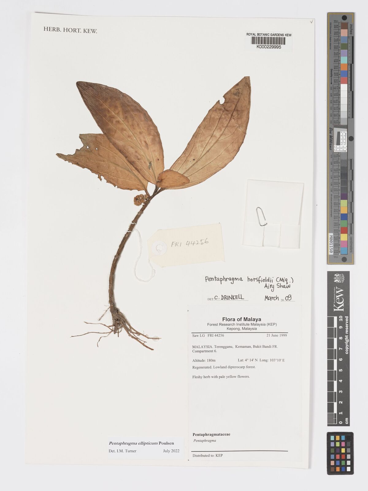 Pentaphragma horsfieldii