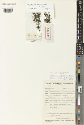 Kew Gardens K001090201:  Madhusoodanan, P.V.; Nampy, S.; Pradeep, A.K. [51906] India