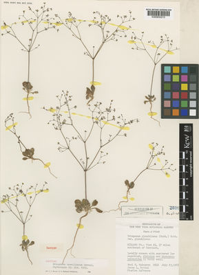 Kew Gardens K000830210:  Holmgren, N.H.; Reveal, J.L.; LaFrance, C. [2248] United States