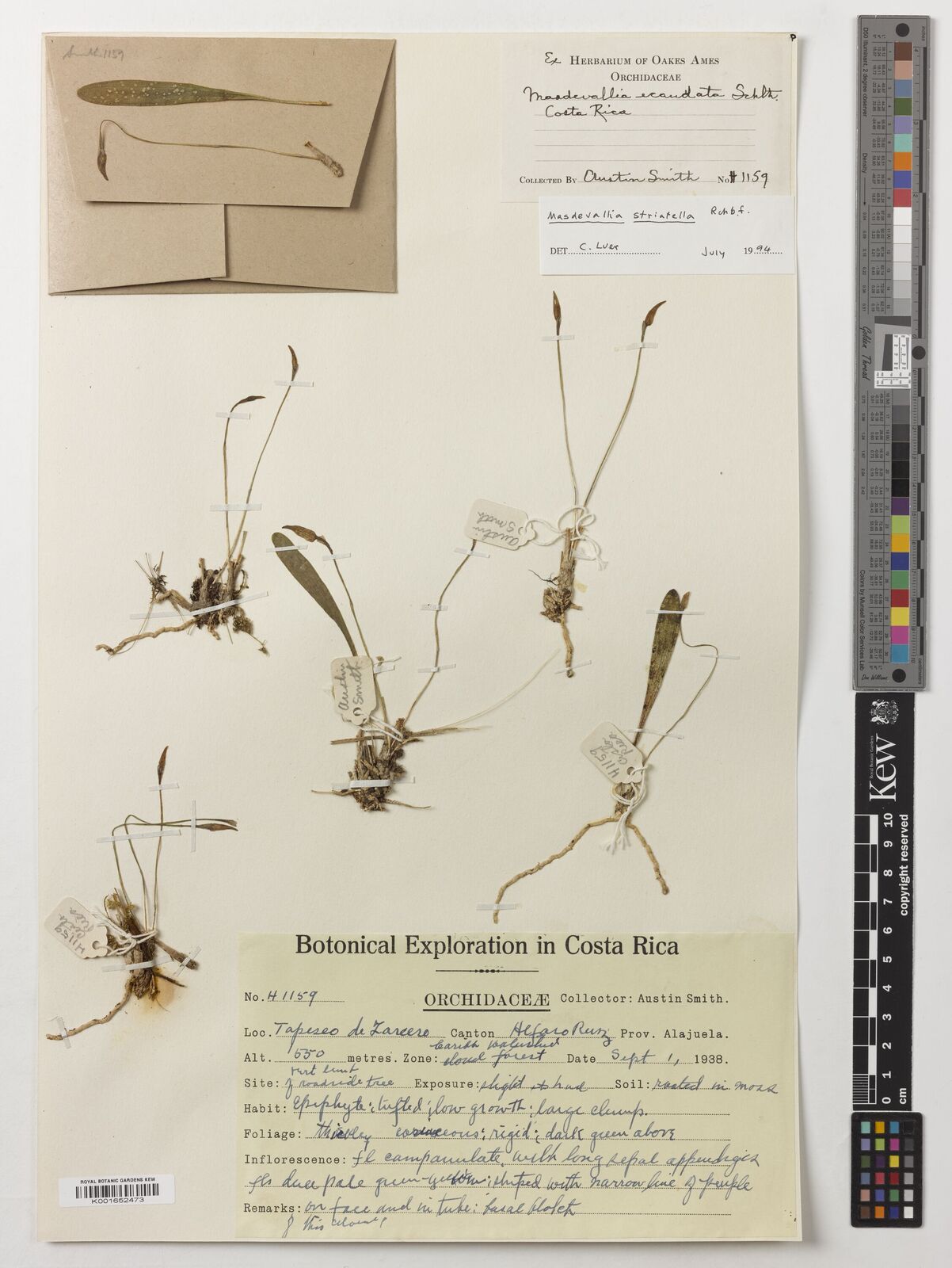 Masdevallia tubuliflora