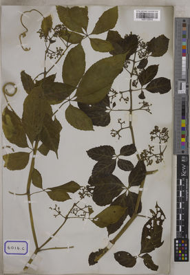 Kew Gardens K001122818:  s.coll. [Cat. no. 6016]