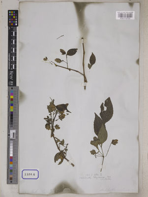 Kew Gardens K001115723:  s.coll. [Cat. no. 2355]